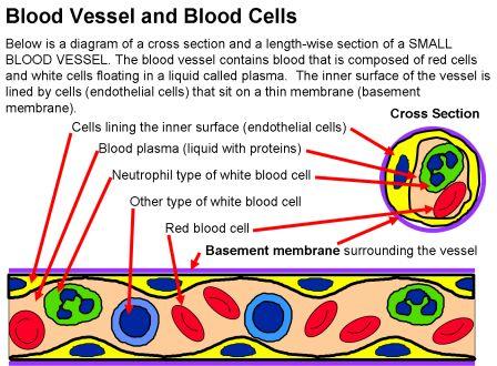 Illustration of a blood vessel showing the basement membrane